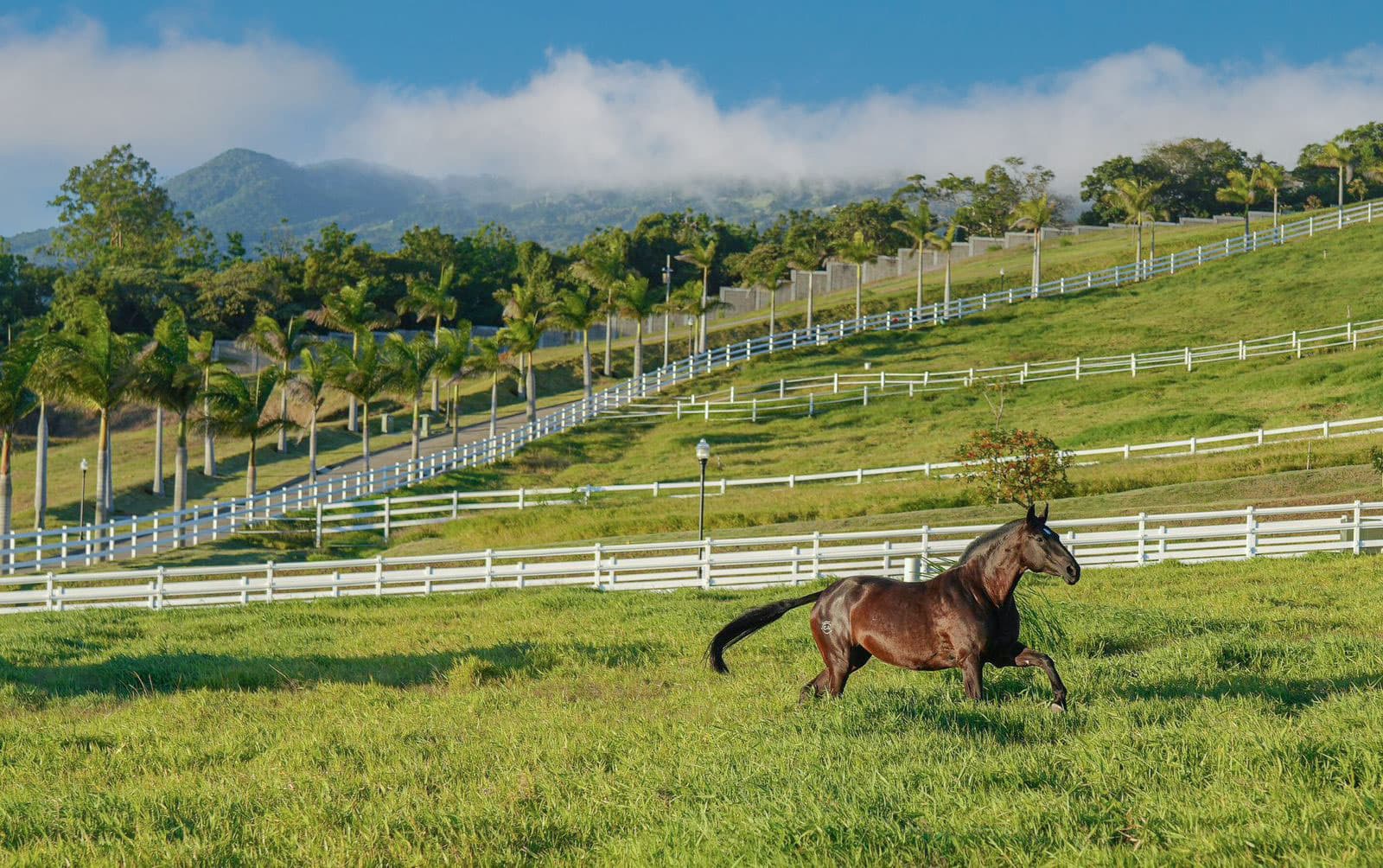 Horse resting in a paddock