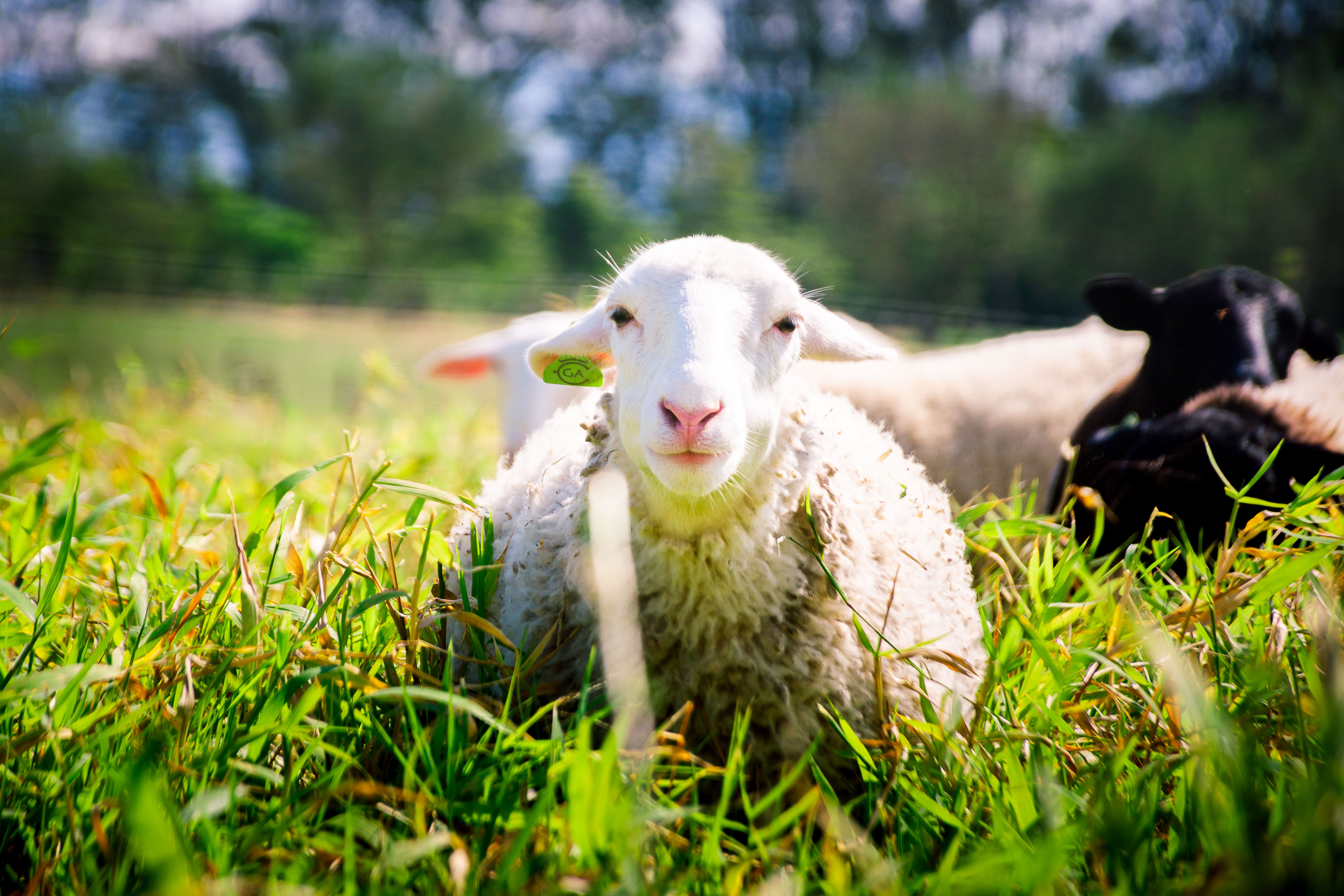 Hacienda Barvak promotes animal welfare and harmonious coexistence with nature.